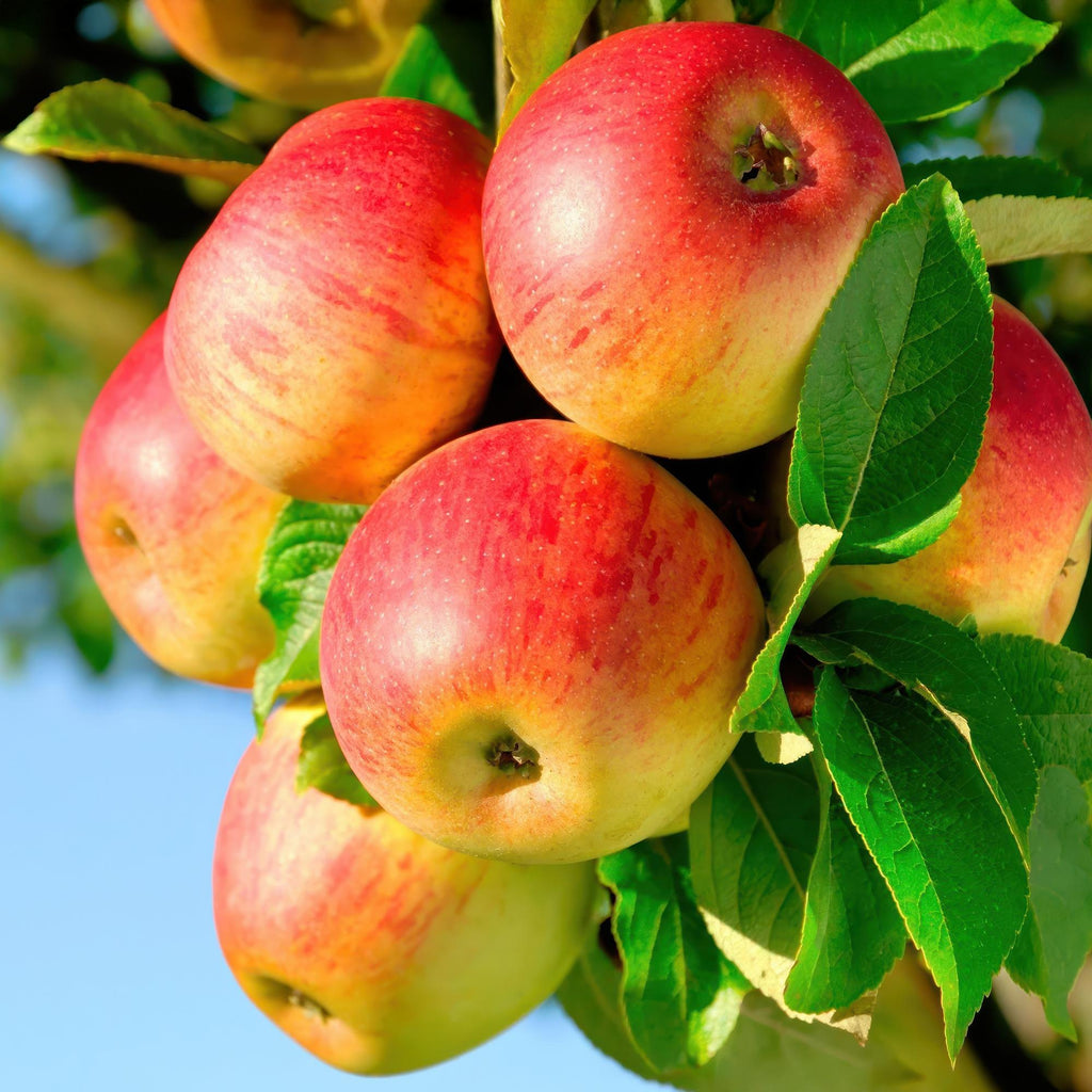 Apfelbaum Malus domestica Jonagold – Gelbgrüner Apfel – Obstbaum im Ø21cm – Höhe ca. 90cm – Süß – saurer Geschmack – Pflegeleicht & gesund – Plant