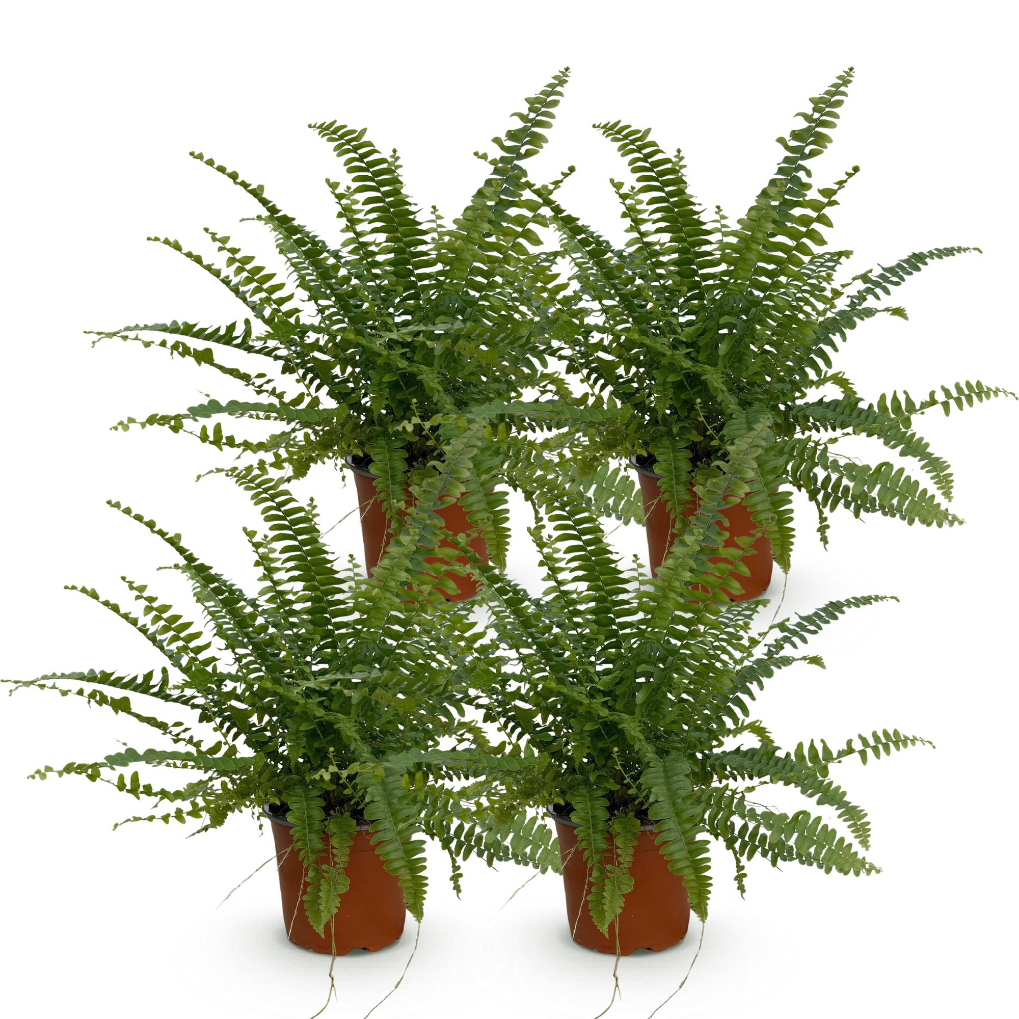 Nephrolepis exaltata Green Lady – 4 Pflanzen Set – Ø12cm Höhe 28-30cm – Schwertfarn mit üppigem Grün – Haustierfreundliche Zimmerpflanze