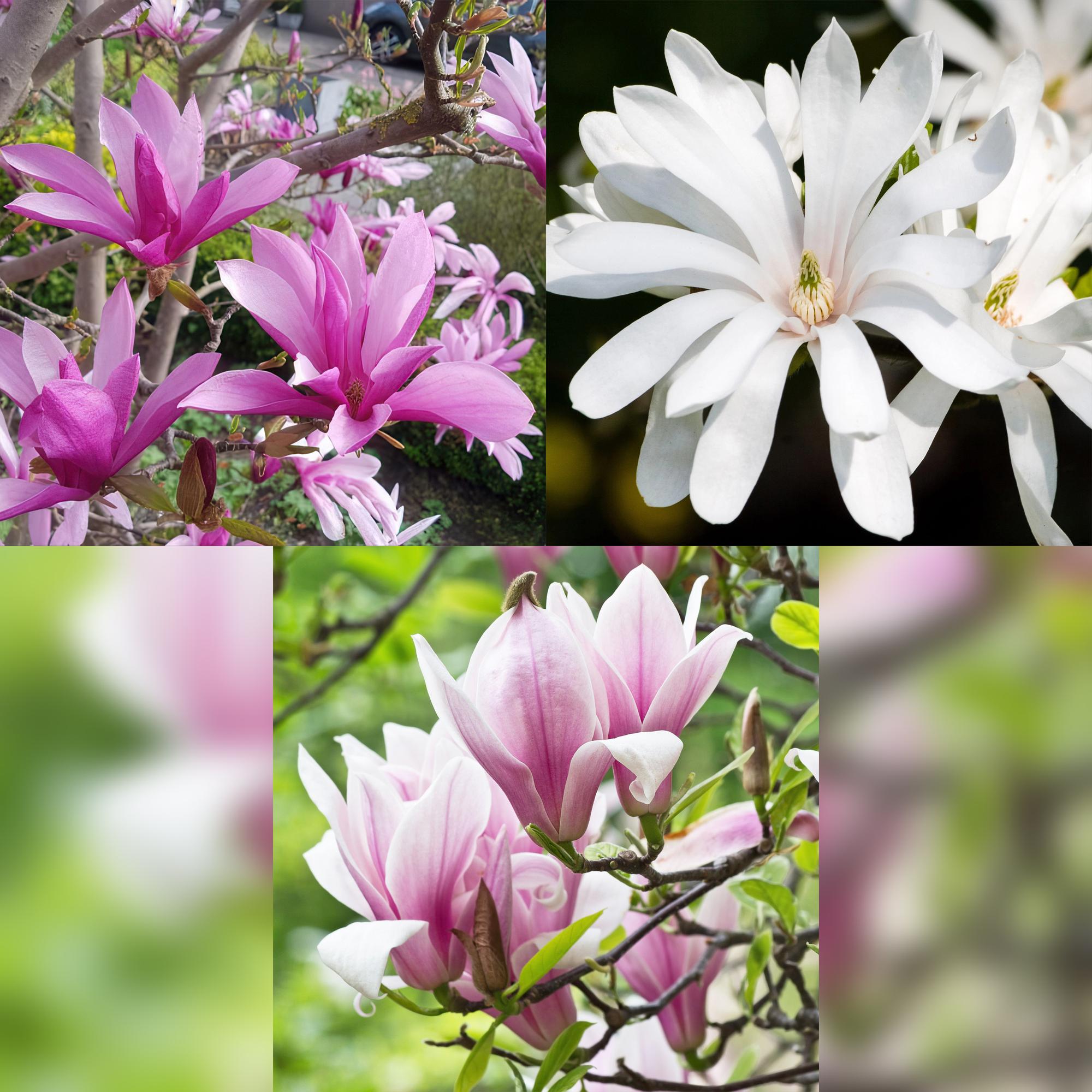 Magnolia Tricolour – 3 Pflanzen – 12cm – Höhe ca. 30cm – Laubabwerfende Magnolien in Weiß, Rosa & Lila für Beet, Balkon & Terrasse