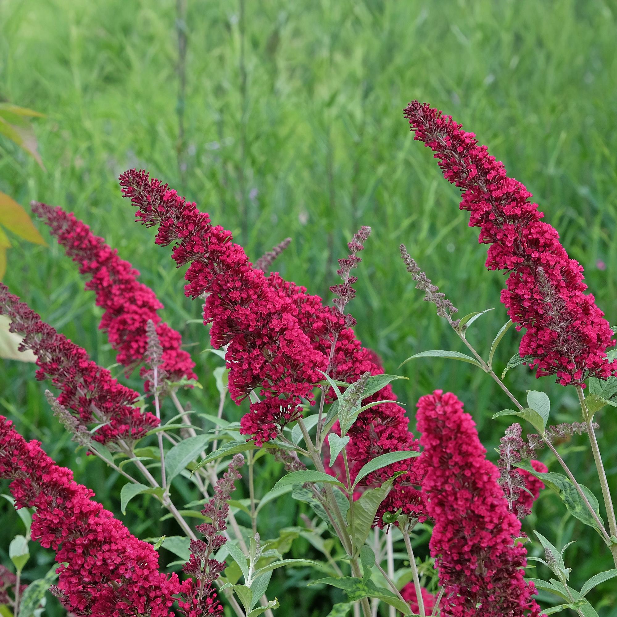 Schmetterlingsstrauch Buddleja davidii Royal Red – Rote Blüten – Laubabwerfend – Schmetterlingsfreundlich – 17cm Höhe 25cm – Plant