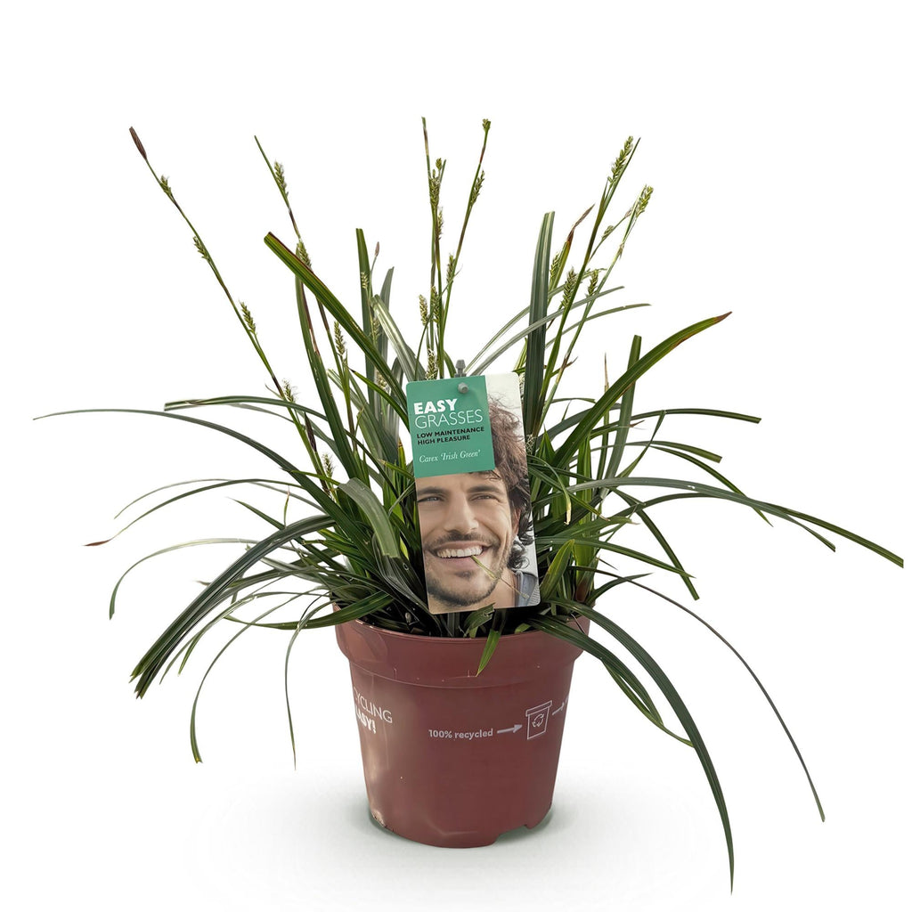 Ziergras Segge Carex oshimensis Intense Green – Intensiv Grün – Immergrün & winterhart – Höhe ca. 50cm – 17cm – Plant
