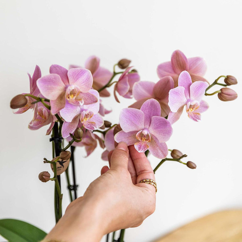 Phalaenopsis Orchidee – Treviso Altrosa – Ø9cm – Blühende Zimmerpflanze – Elegante Deko-Orchidee – Frisch vom Züchter – Plant