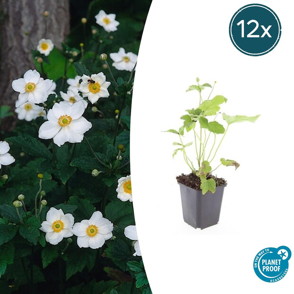 Japan – Herbst – Anemone hyb. 'Honorine Jobert' – ↕10-25cm – Ø9cm – Herbstblüher – Pflegeleicht – Sonne & Halbschatten – Plant