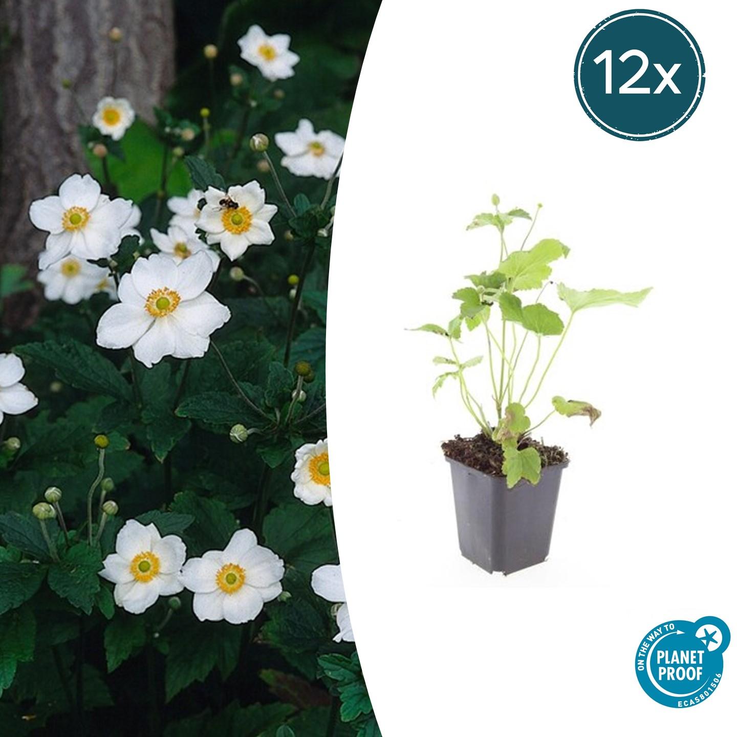 Japan – Herbst – Anemone hyb. 'Honorine Jobert' – ↕10-25cm – Ø9cm – Herbstblüher – Pflegeleicht – Sonne & Halbschatten – Plant