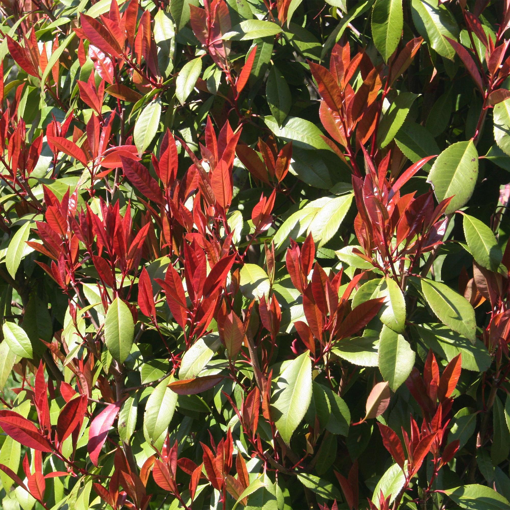 Glanzmispel Photinia fraseri Carré Rouge – 19cm Höhe ca.90cm – Immergrün & winterhart – Grün – rotes Laub – Ziergehölz – Plant