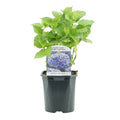 Hortensie Hydrangea macrophylla Blau – Blütezeit Juni bis September – Ø17cm – ↕30cm – Laubabwerfende Gartenpflanze – Pflegeleicht & winterhart – Plant