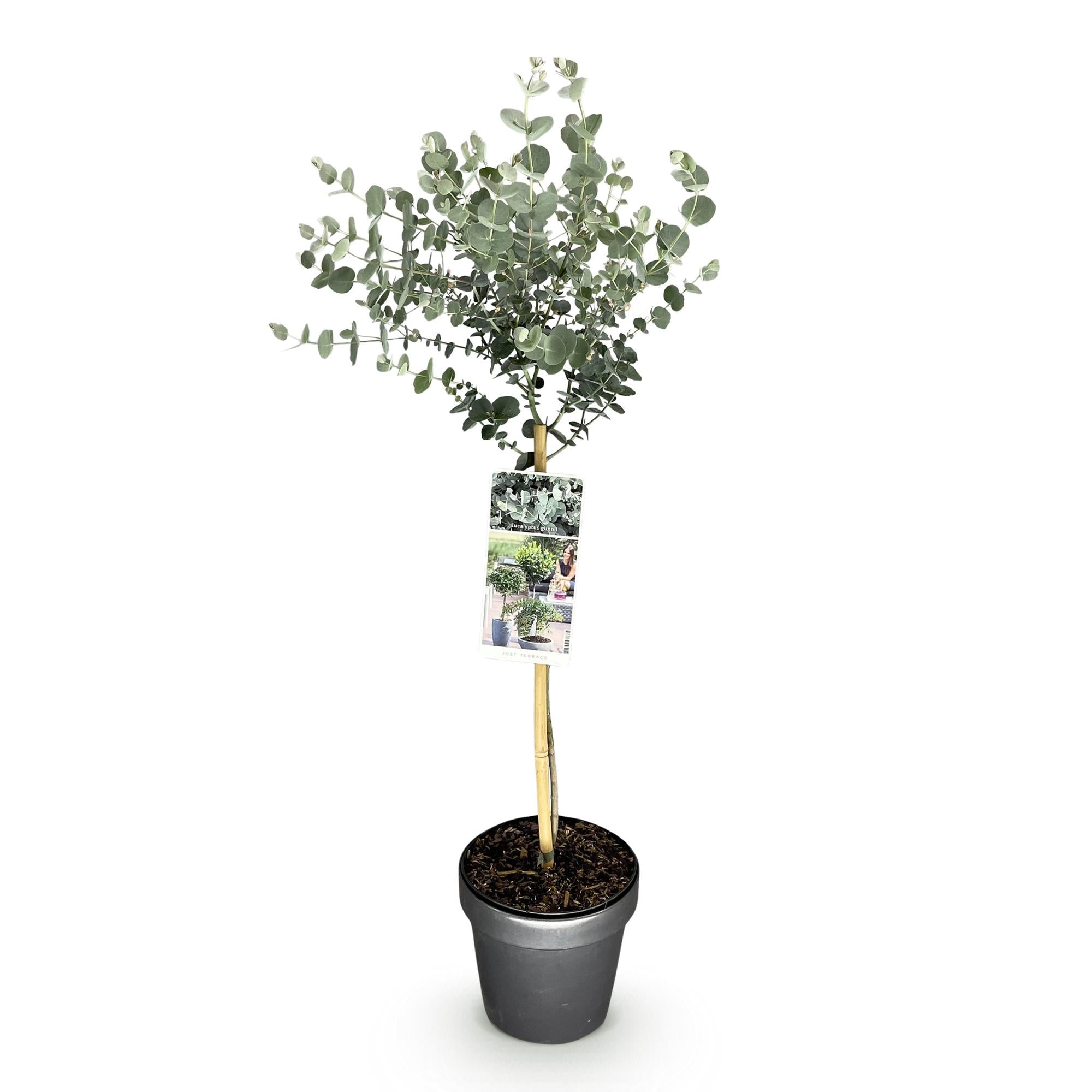 Eukalyptus Eucalyptus gunnii Azura – 19cm – Höhe ca. 90cm – Immergrüne winterharte Terrassenpflanze mit graugrünen duftenden Blättern – Plant