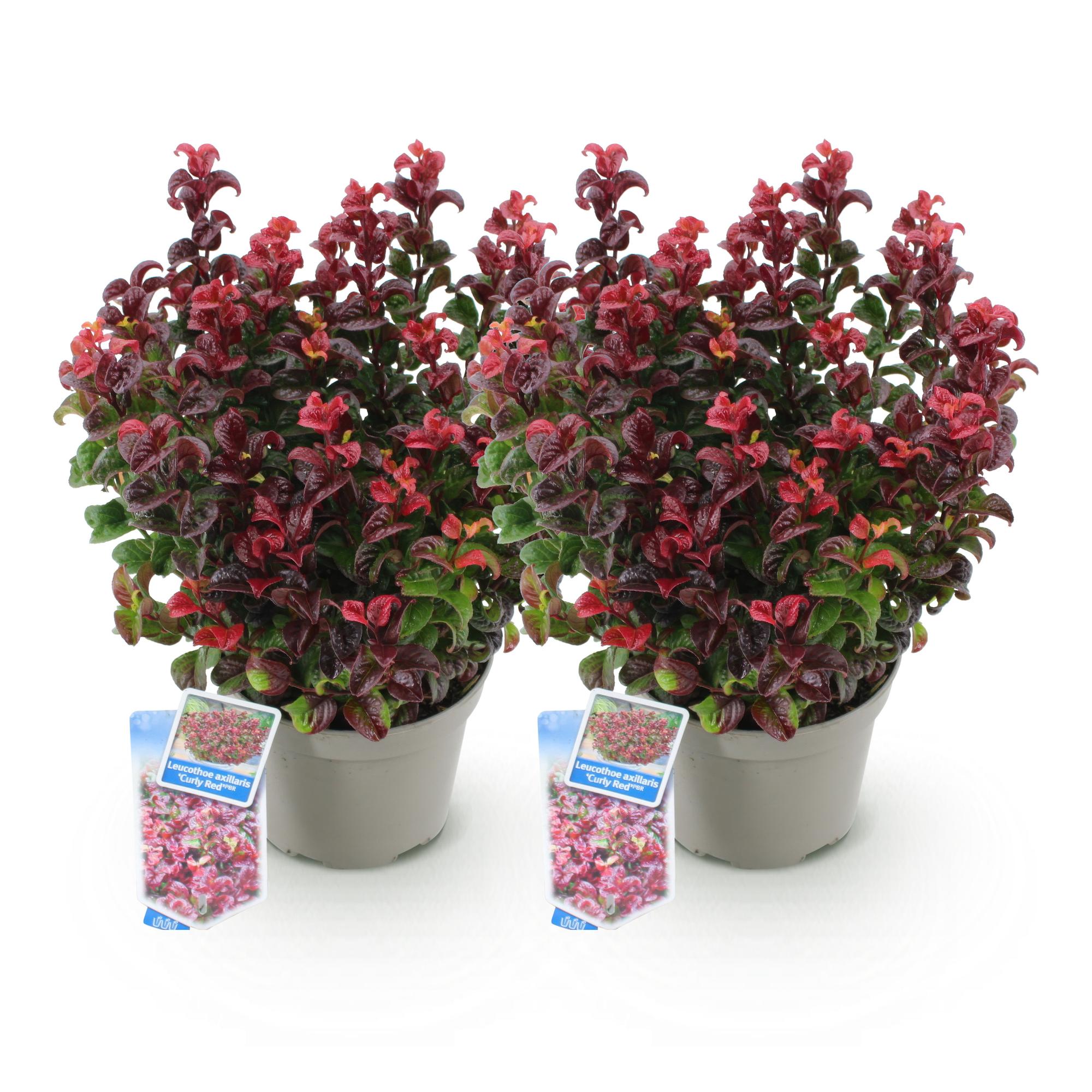 Traubenheide Leucothoe Curly Red – 2 Pflanzen 17cm Höhe ca.40cm – Immergrün & farbintensiv – Rotes lockiges Laub – Pflegeleichter dekorativer Zierstrauch
