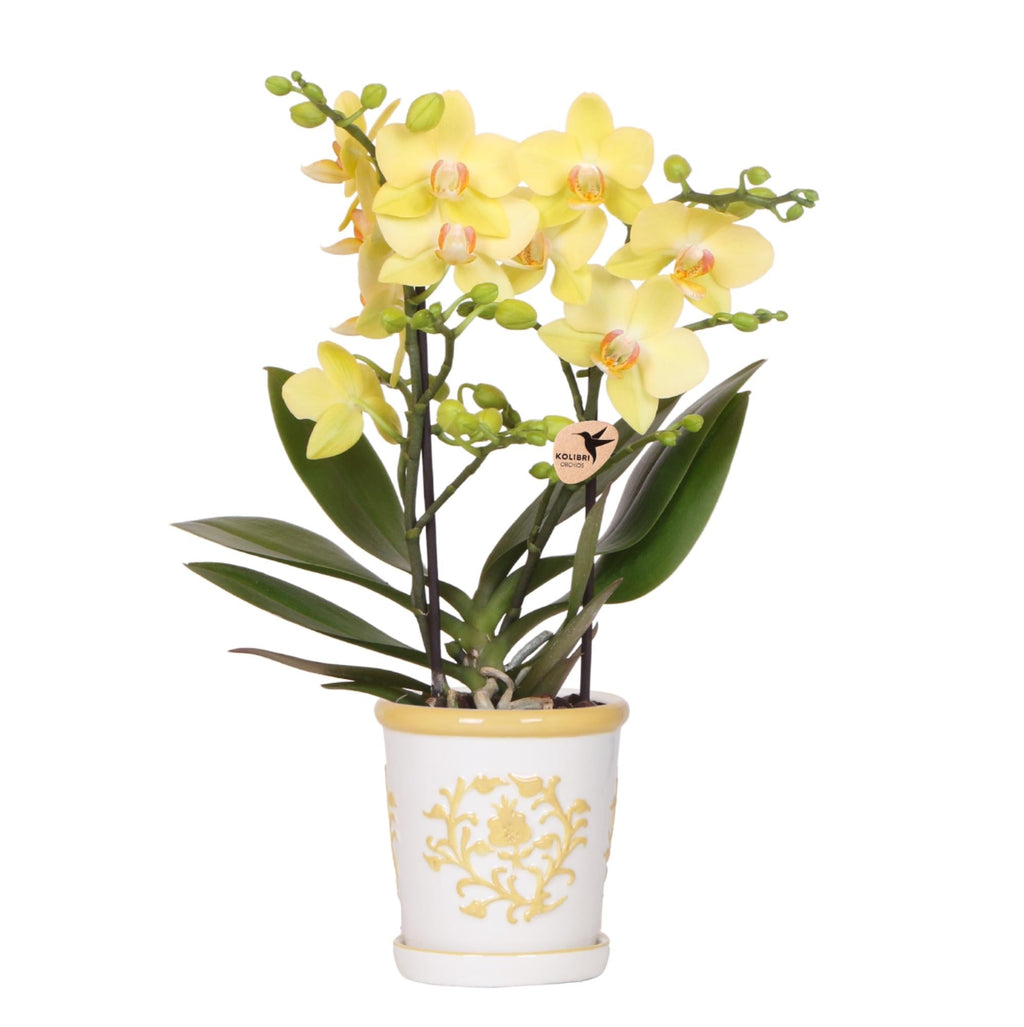 Gelbe Orchidee Albenga + Malaga Ziertopf Gelb – Ø9cm – Fröhliche Zimmerpflanze mit sonniger Ausstrahlung – Direkt vom Züchter – Plant