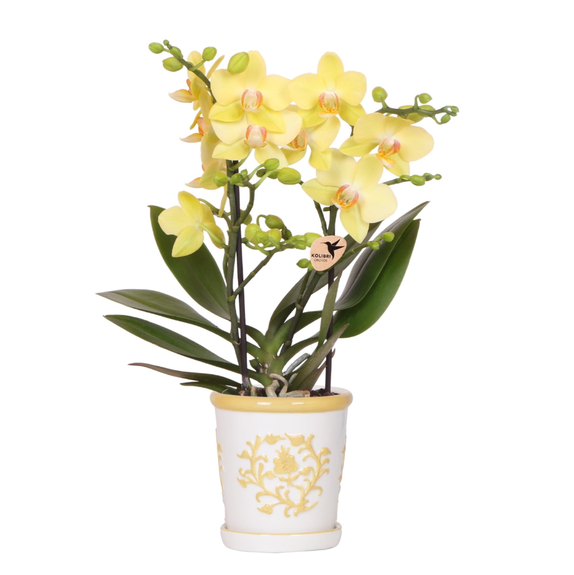 Gelbe Orchidee Albenga + Malaga Ziertopf Gelb – Ø9cm – Fröhliche Zimmerpflanze mit sonniger Ausstrahlung – Direkt vom Züchter – Plant
