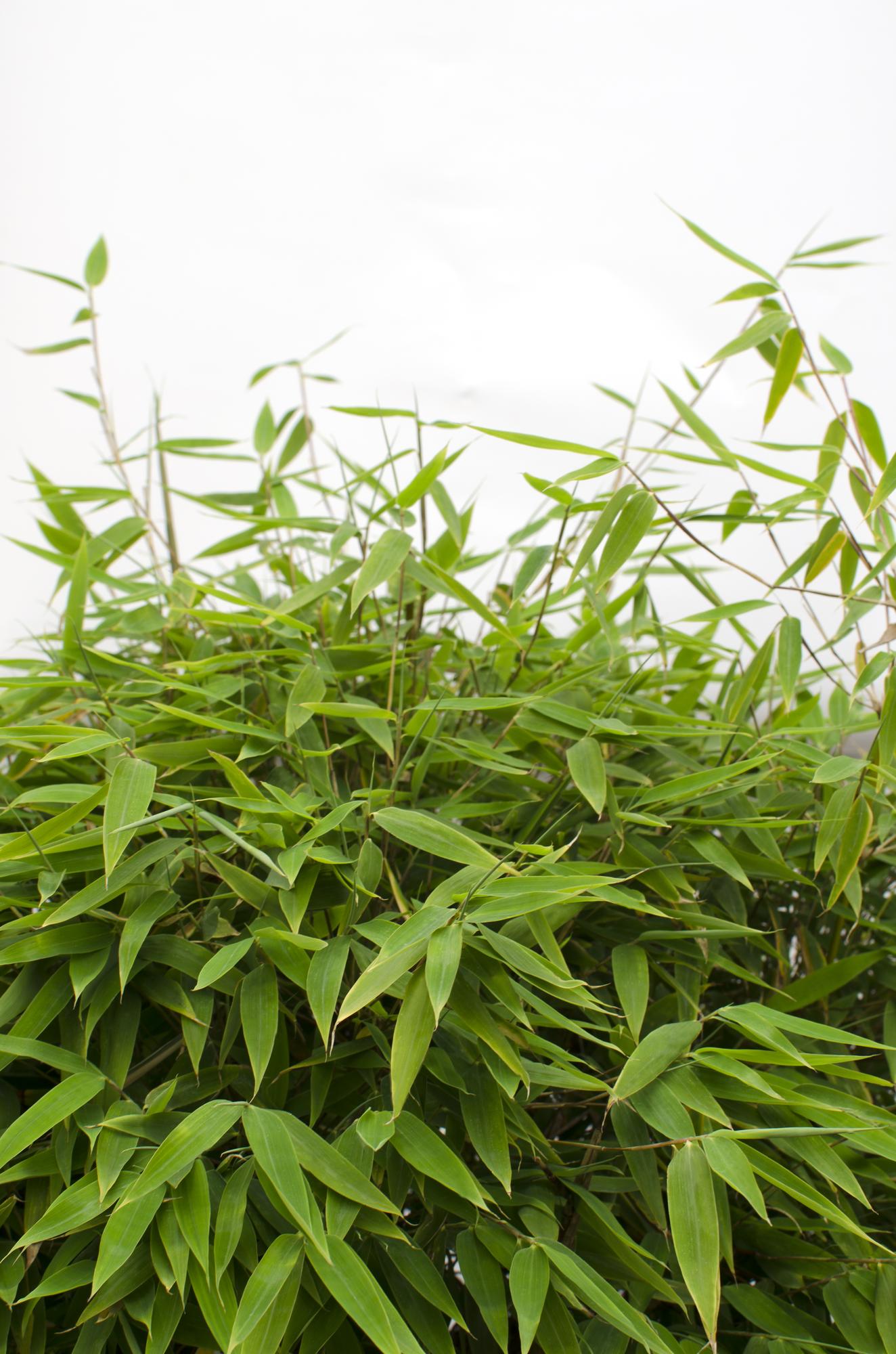 Bambus – Fargesia murieliae 'Moontears' Boobux – Ø29cm ↕70cm – Immergrüner Bambus für Hecke, Bodenbedeckung & Kübel – Winterhart & pflegeleicht – Plant
