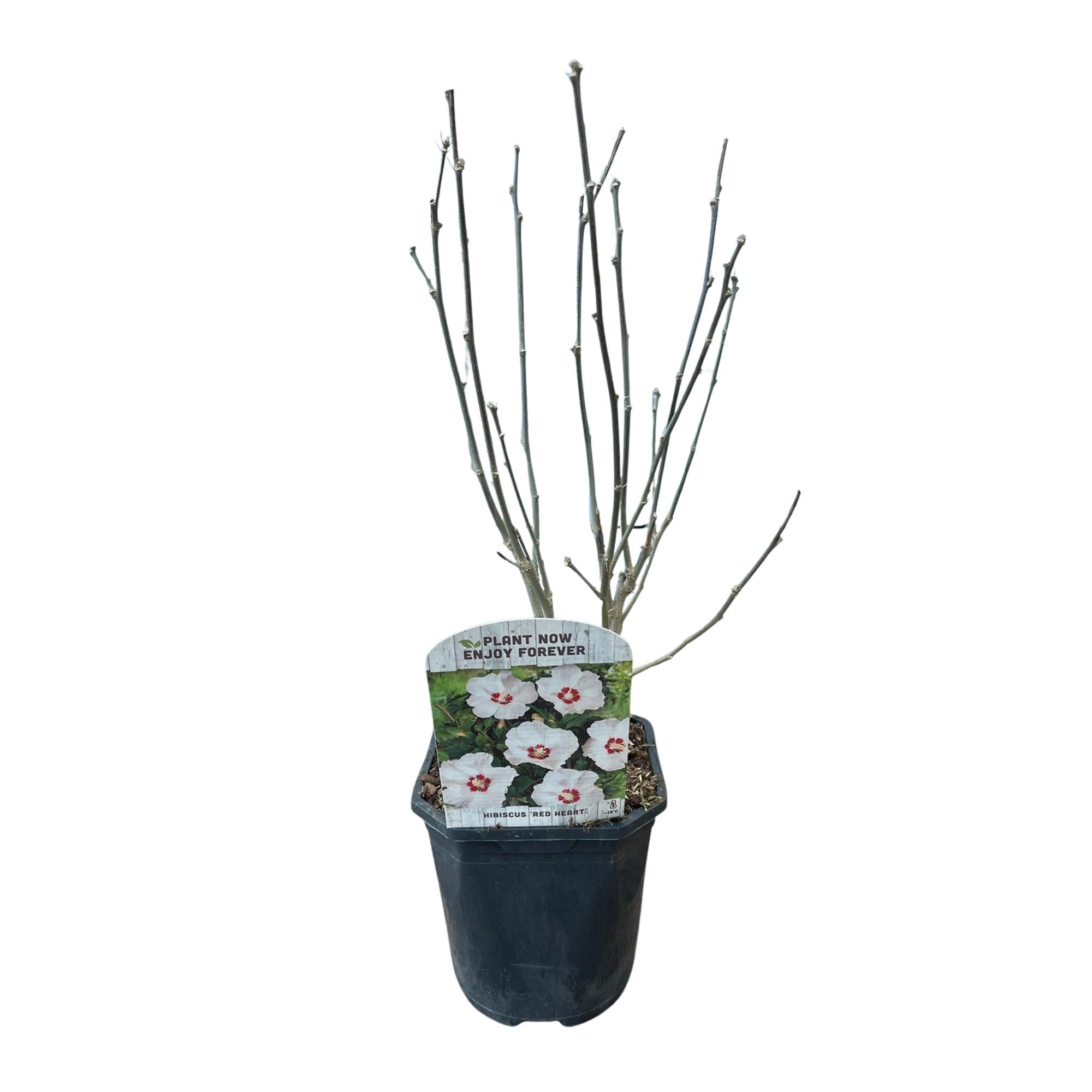 Garteneibisch Hibiscus syriacus Red Heart – Blüte Weiß mit Rotem Herzen – Strauch – Wenig Pflege – 17cm x H45cm – Sommerblüher & Bienenfreundlich – Plant
