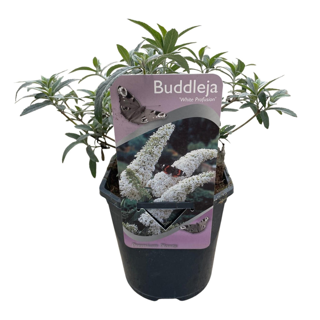 Schmetterlingsstrauch Buddleja davidii White Profusion – Weiße Blüten – Bienfreundlich & Schmetterlingsanziehend – Laubabwerfend – Höhe 17-25cm – Plant