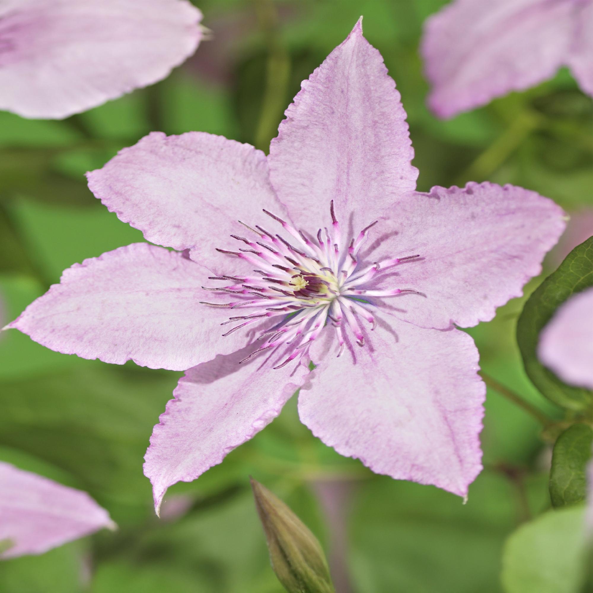 Kletterpflanze Clematis Hagley Hybrid – Rosa Blüten – Wenig Pflege – 2 Pflanzen – 11cm Höhe 40cm – Für Garten, Balkon & Pergolen – Plant