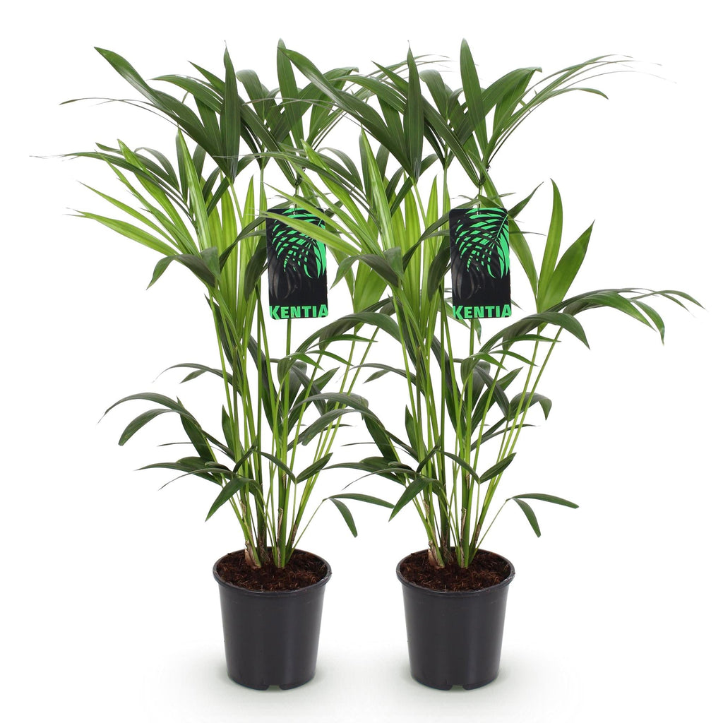 Howea Forsteriana – Kentia – Palme – 2 Pflanzen – 80-85cm – 19cm – Pflegeleichte Zimmerpalmen mit eleganten Wedeln