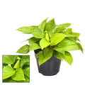 Homalomena Lemon Lime – Zimmerpflanze – Ø15cm – ↕30cm Höhe – Leuchtend gelb – grünes Laub – Pflegeleicht & luftreinigend – Plant