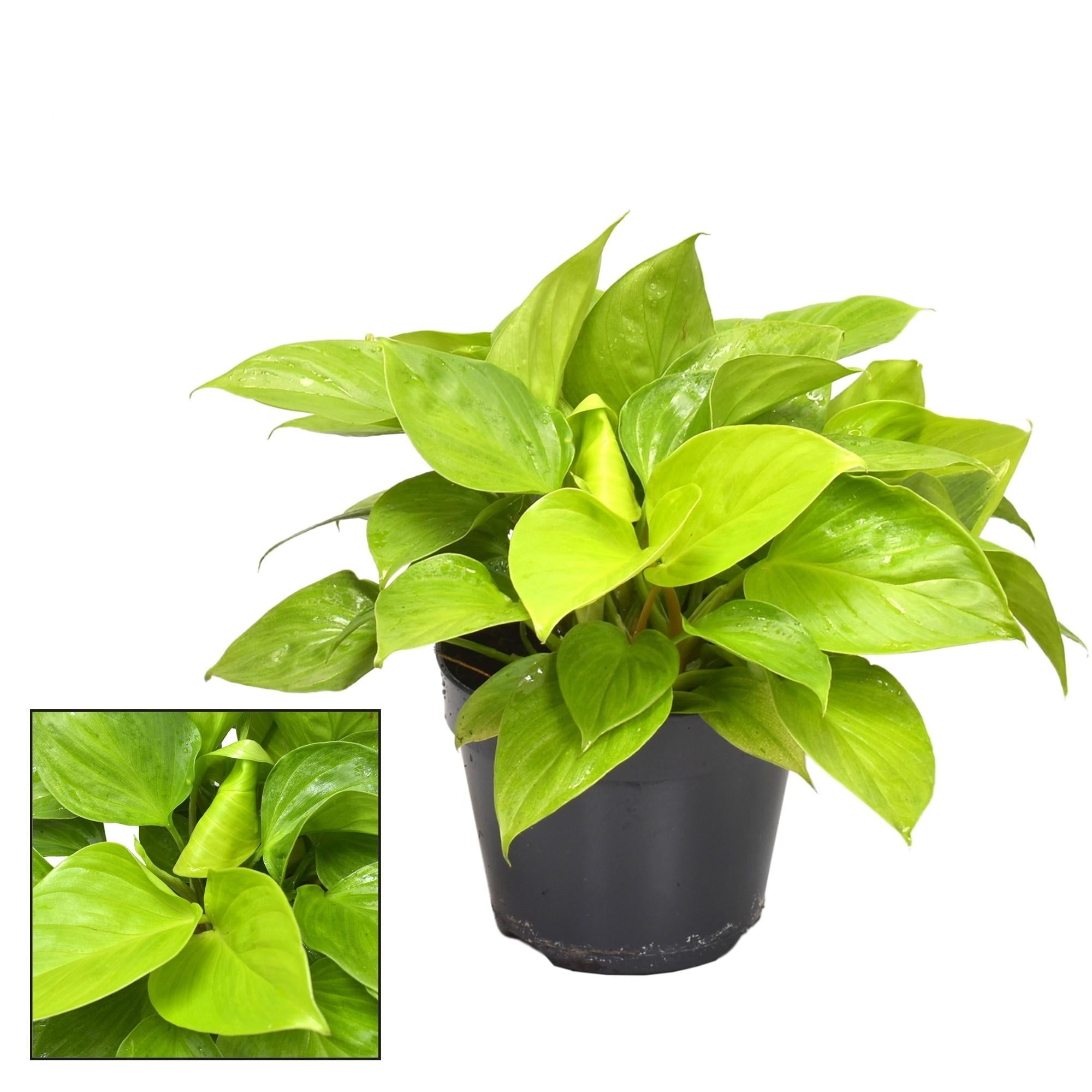 Homalomena Lemon Lime – Zimmerpflanze – Ø15cm – ↕30cm Höhe – Leuchtend gelb – grünes Laub – Pflegeleicht & luftreinigend – Plant