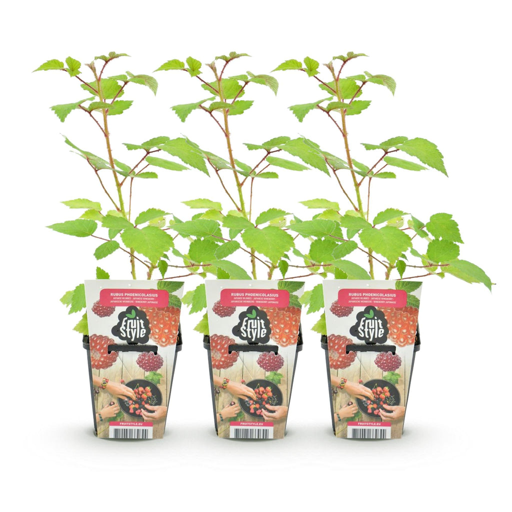 Japanische Weinbeere Rubus phoenicolasius winterhart Ø9cm Höhe30cm – Rote Beeren – Exotische Obstpflanze für Garten & Balkon