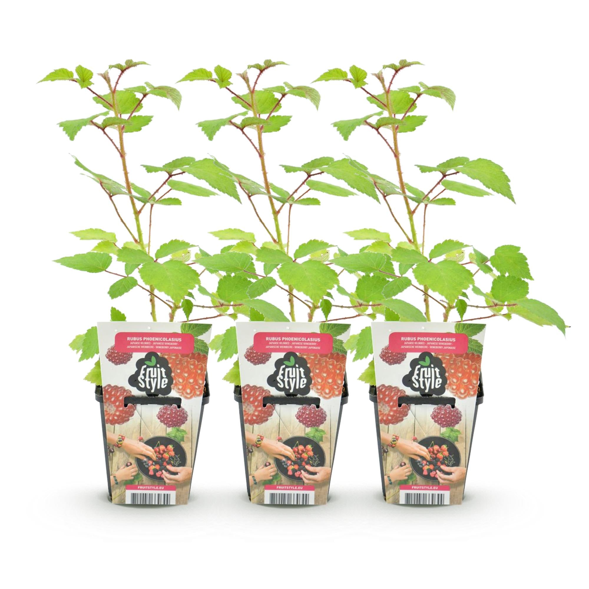 Japanische Weinbeere Rubus phoenicolasius winterhart Ø9cm Höhe30cm – Rote Beeren – Exotische Obstpflanze für Garten & Balkon