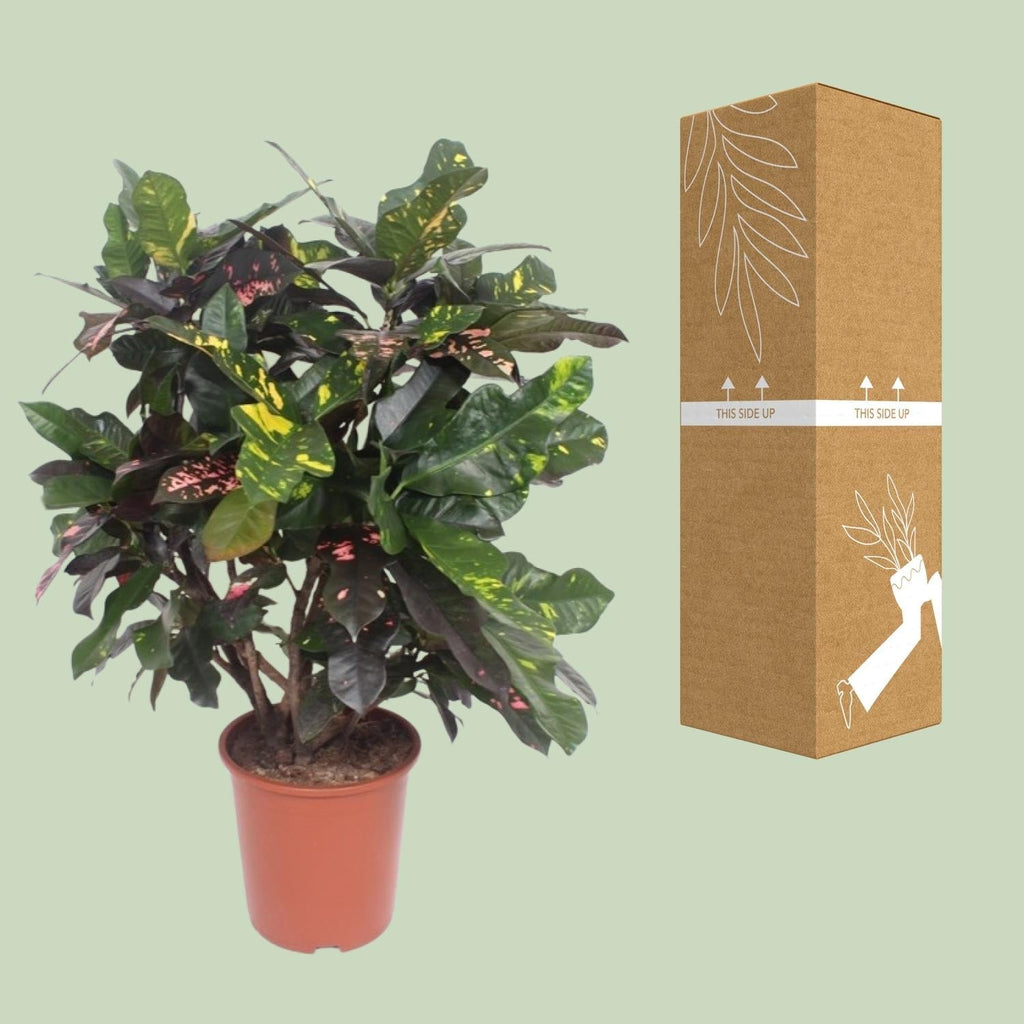 Croton Magnificent – Codiaeum Magnificent – Zimmerpflanze – Ø27cm – ↕110cm – Tropisch Bunt – Luftreinigend & Pflegeleicht – Plant