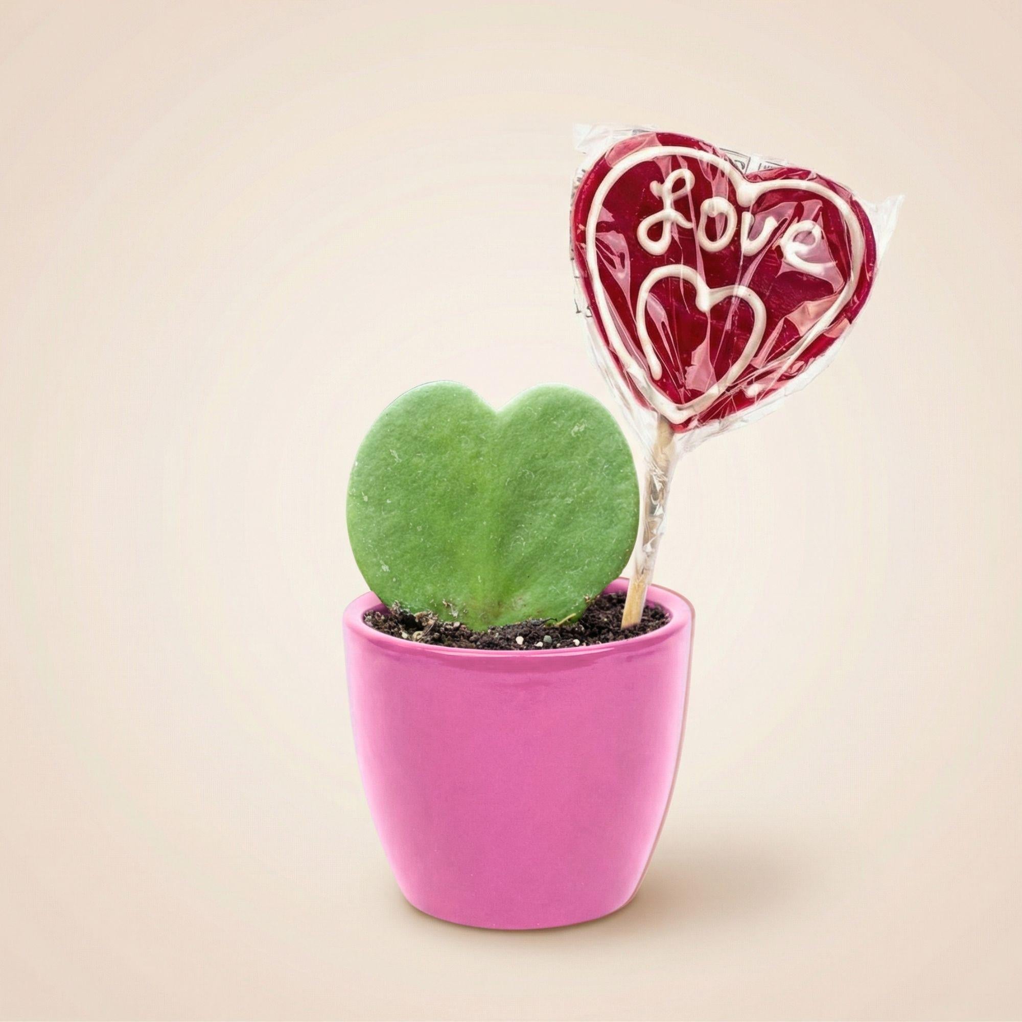 Hoya Kerrii Sweetheart – Herzpflanze im rosa Keramiktopf Ø6cm – Mini Geschenkset mit Lutscher – Pflegeleichte Zimmerpflanze – Plant
