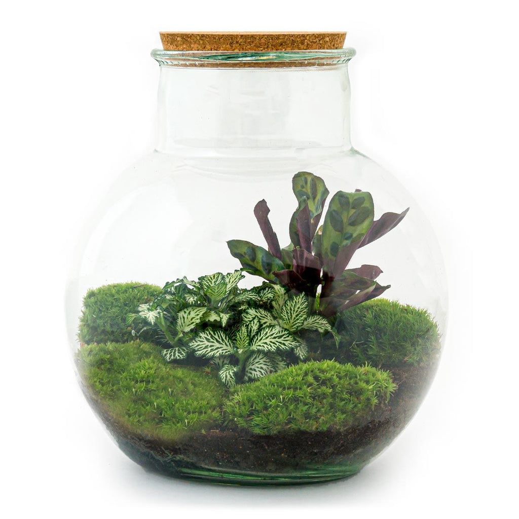 Flaschengarten Teddy – DIY Bausatz Terrarium – ↕26,5cm – Do It Yourself Pflanzen – Set im Glas mit Kork – Autarkes Mini – Ökosystem – Plant