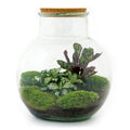 Flaschengarten Teddy – DIY Bausatz Terrarium – ↕26,5cm – Do It Yourself Pflanzen – Set im Glas mit Kork – Autarkes Mini – Ökosystem – Plant