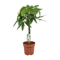 Pachira aquatica – 70cm – Glückskastanie mit geflochtenem Stamm – Immergrüne Zimmerpflanze für Wohn – & Büroräume – Pflegeleicht & luftreinigend – Plant