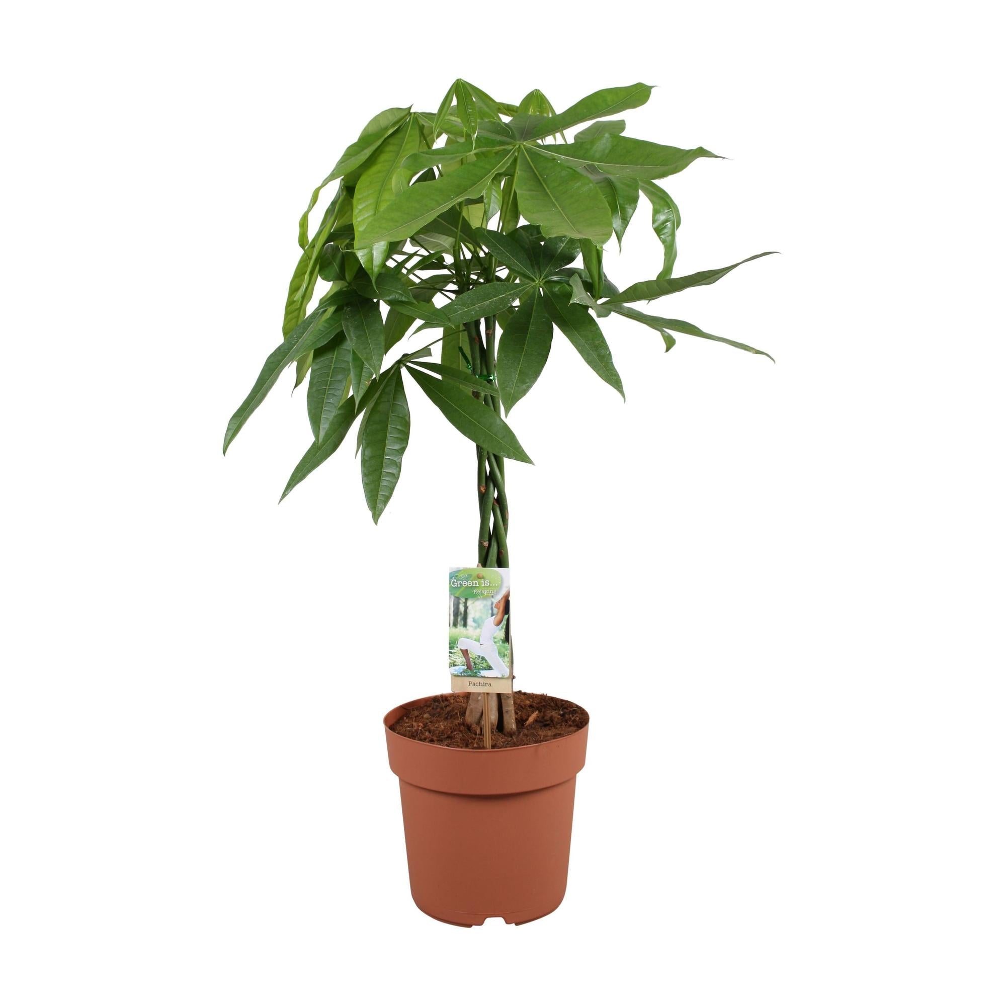 Pachira aquatica – 70cm – Glückskastanie mit geflochtenem Stamm – Immergrüne Zimmerpflanze für Wohn – & Büroräume – Pflegeleicht & luftreinigend – Plant