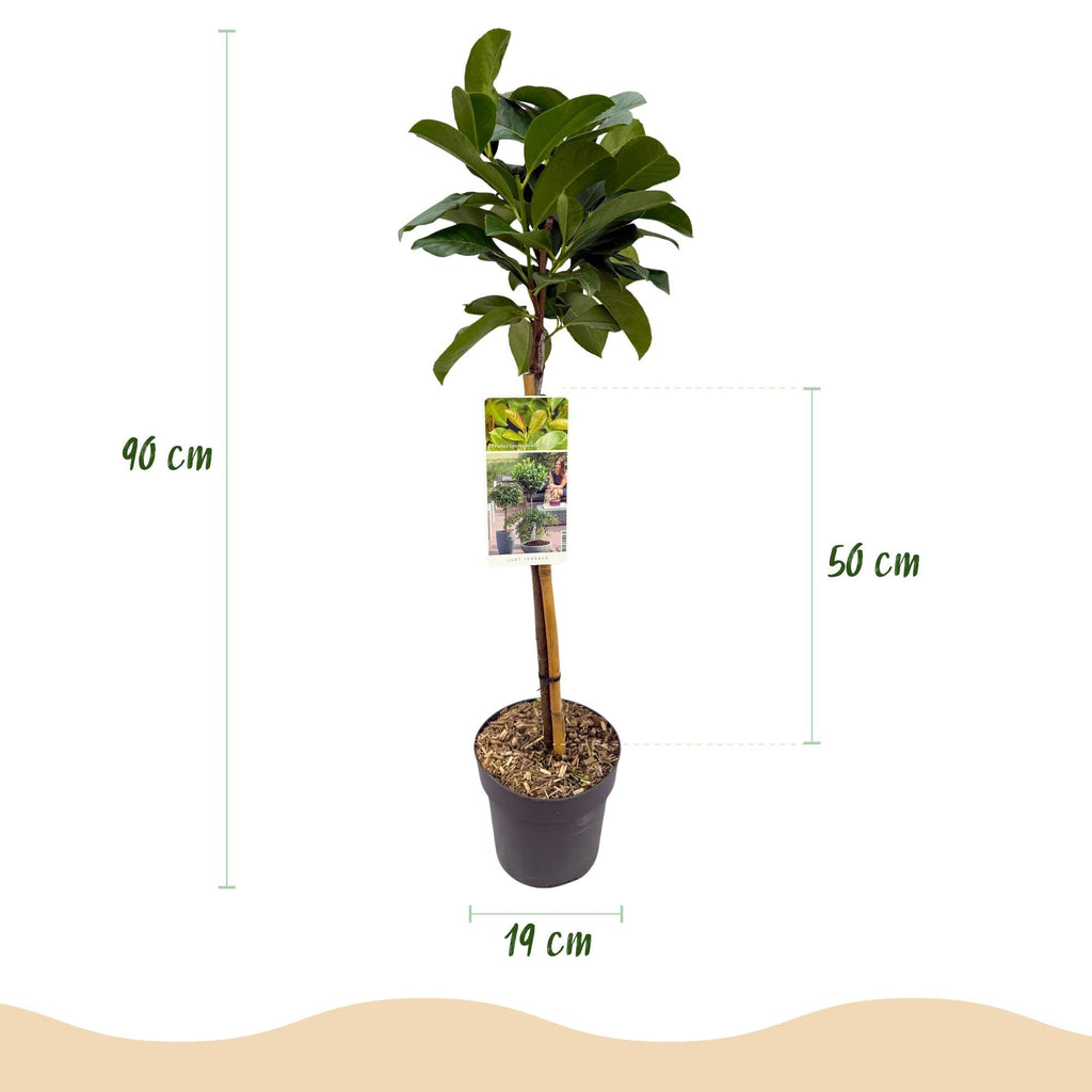 Kirschlorbeer – Prunus laurocerasus Etna – Stamm – Pflanze – Immergrün – Höhe ca. 90cm – Topf Ø19cm – Pflegeleicht – Für Terrasse, Balkon & Garten – Plant