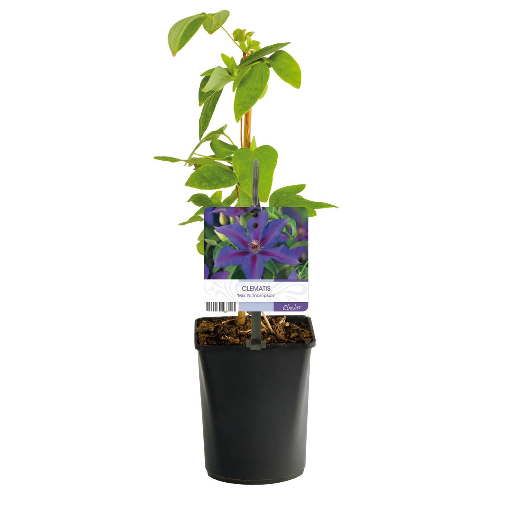 Kletterpflanze Clematis Mrs. N. Thompson – Lila Blüten – Wenig Pflege – 2 Pflanzen – 11cm Höhe 40cm – Für Garten, Balkon & Pergolen – Plant