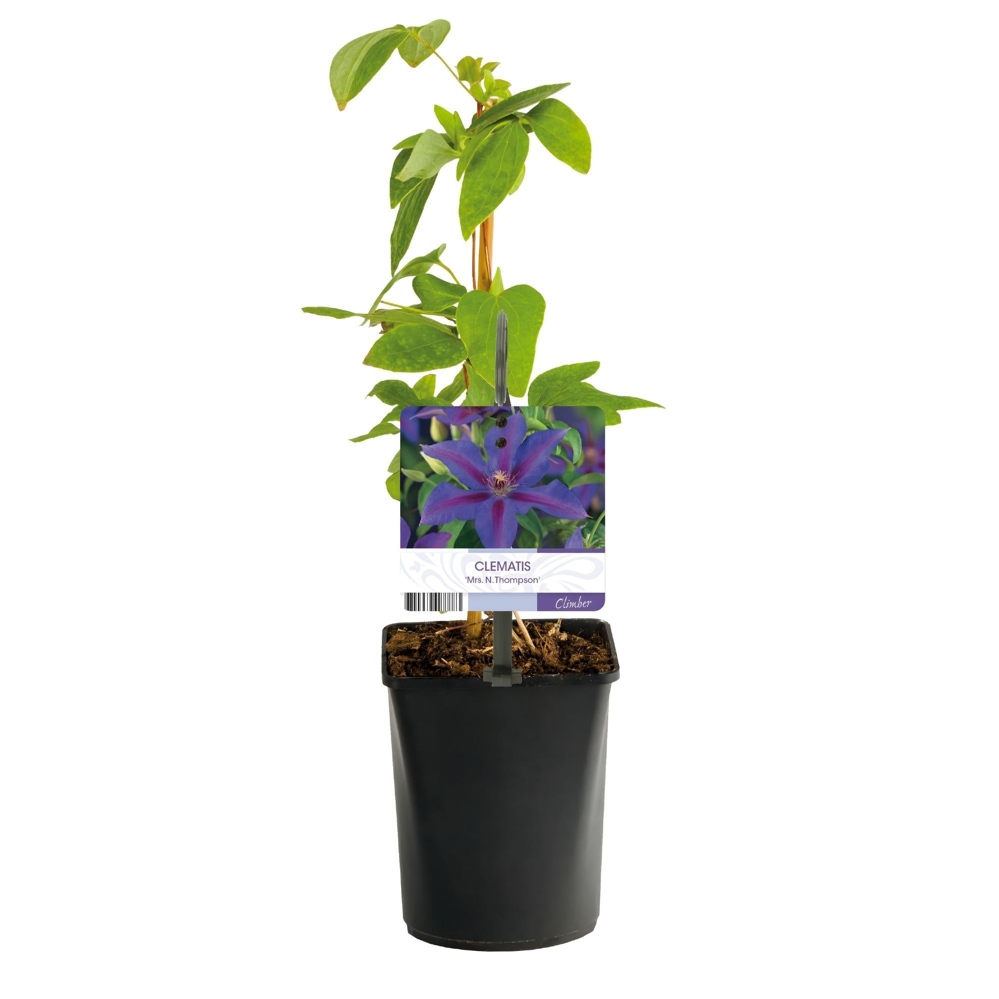 Kletterpflanze Clematis Mrs. N. Thompson – Lila Blüten – Wenig Pflege – 2 Pflanzen – 11cm Höhe 40cm – Für Garten, Balkon & Pergolen – Plant