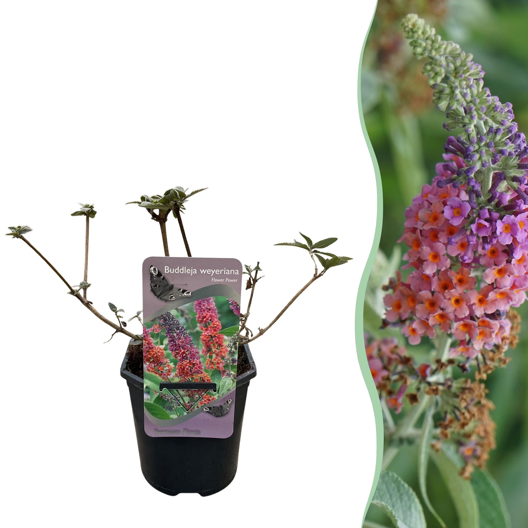 Schmetterlingsstrauch Buddleja davidii Flower Power – Lila – Rosa Blüten – 17cm x H30cm – Bis 2m – Sonnig & Pflegeleicht – Plant