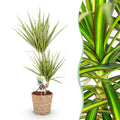 Dracaena Sunray – 70-75cm – 17cm inkl. Naturkorb – Pflegeleichter Drachenbaum – Grün – Gelbes Blattwerk – Plant