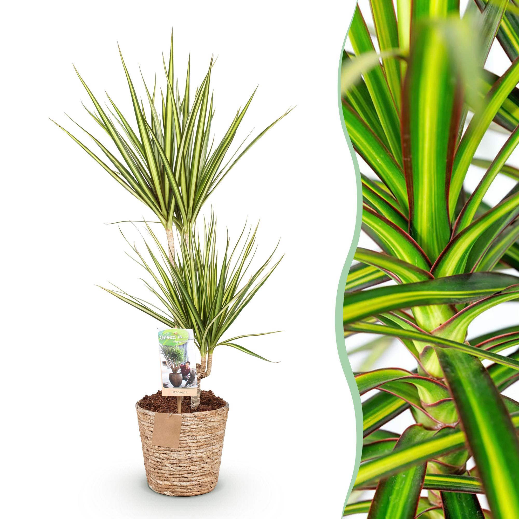 Dracaena Sunray – 70-75cm – 17cm inkl. Naturkorb – Pflegeleichter Drachenbaum – Grün – Gelbes Blattwerk – Plant