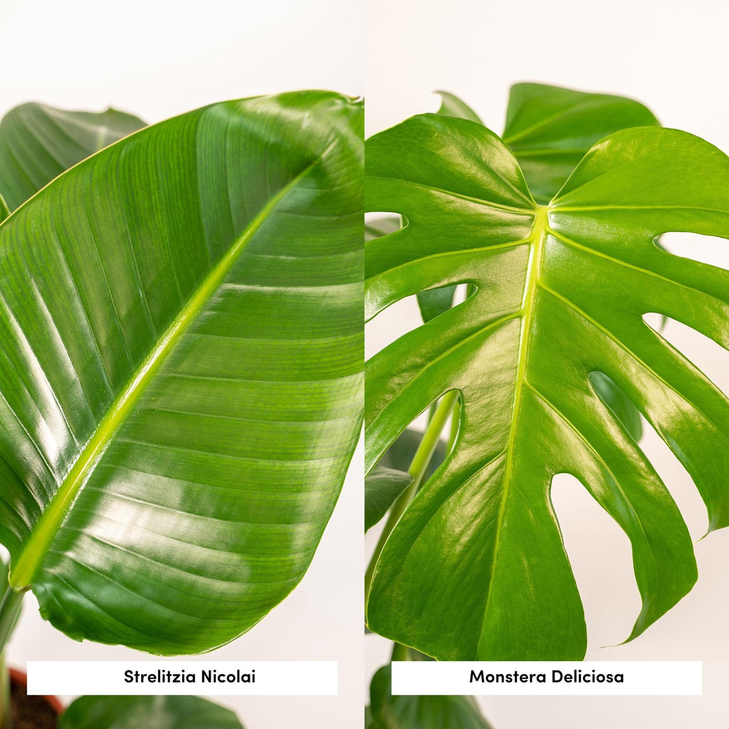 Strelitzia Nicolai – Ø19cm – ↕85cm + Monstera Deliciosa – Ø21cm – ↕75cm inkl. Naturkorb – Tropisches Zimmerpflanzen – Set mit luftreinigend – Plant