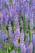 Blüten Salbei Salvia nemorosa Caradonna – ↕10-25cm – Ø9cm – Tiefviolett – Bienenfreundlich – Pflegeleicht – Sonniger Standort – Plant