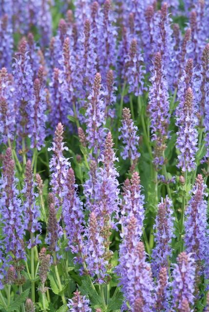 Blüten Salbei Salvia nemorosa Caradonna – ↕10-25cm – Ø9cm – Tiefviolett – Bienenfreundlich – Pflegeleicht – Sonniger Standort – Plant