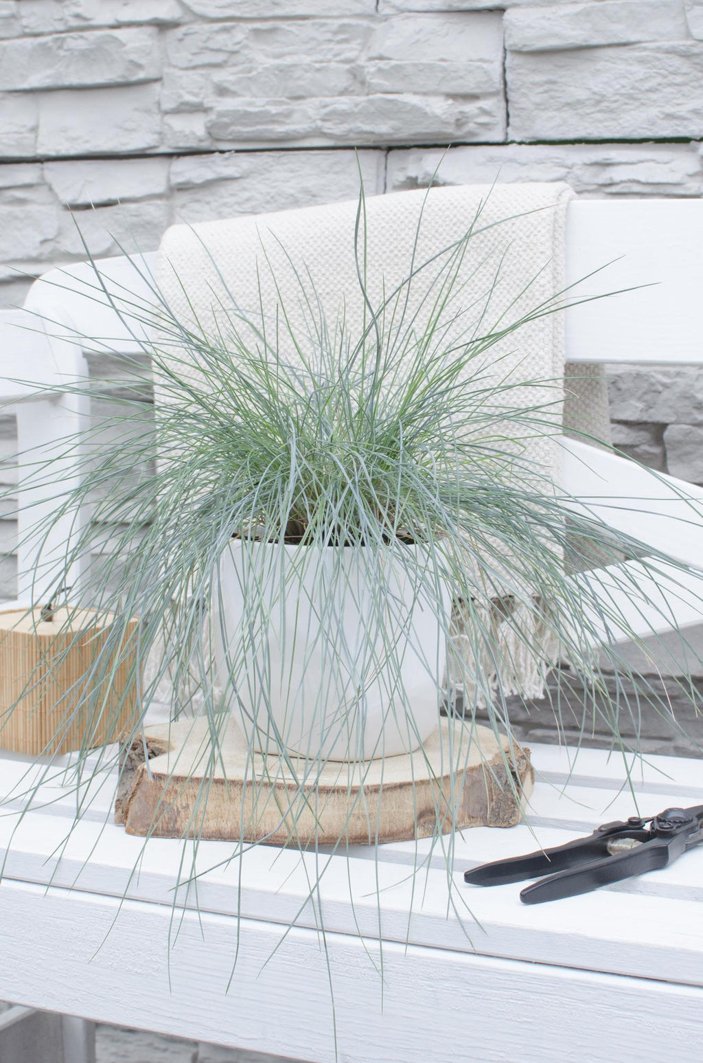 Blauschwingel Festuca glauca Azura Blue Ø14cm – Höhe ca.30cm – silberblaues Ziergras winterhart & immergrün – Plant