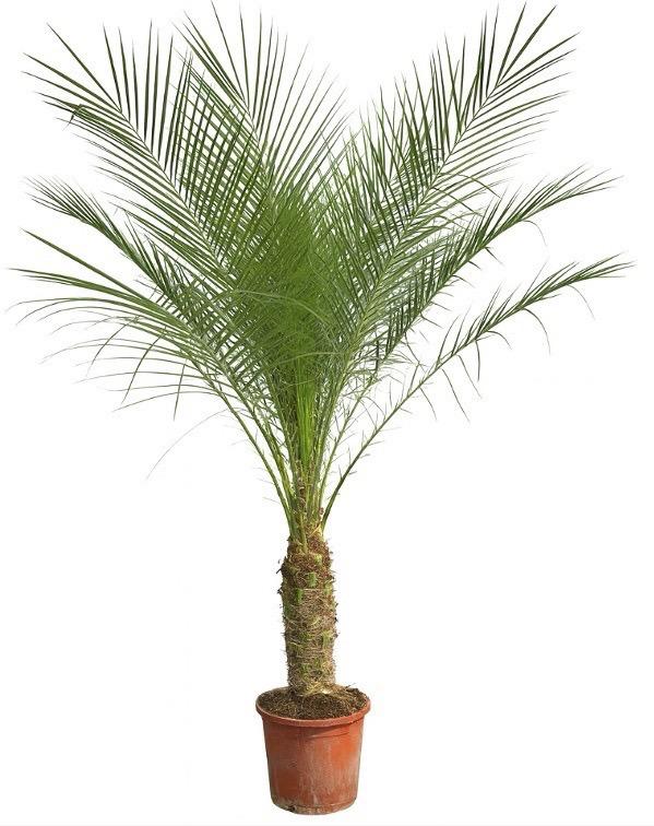 Phoenix Roebelenii auf Stiel – 190-200cm – Edle Zwerg – Dattelpalme für Innen & Außen – Exotische Palme mit gefiederten Blättern – Plant