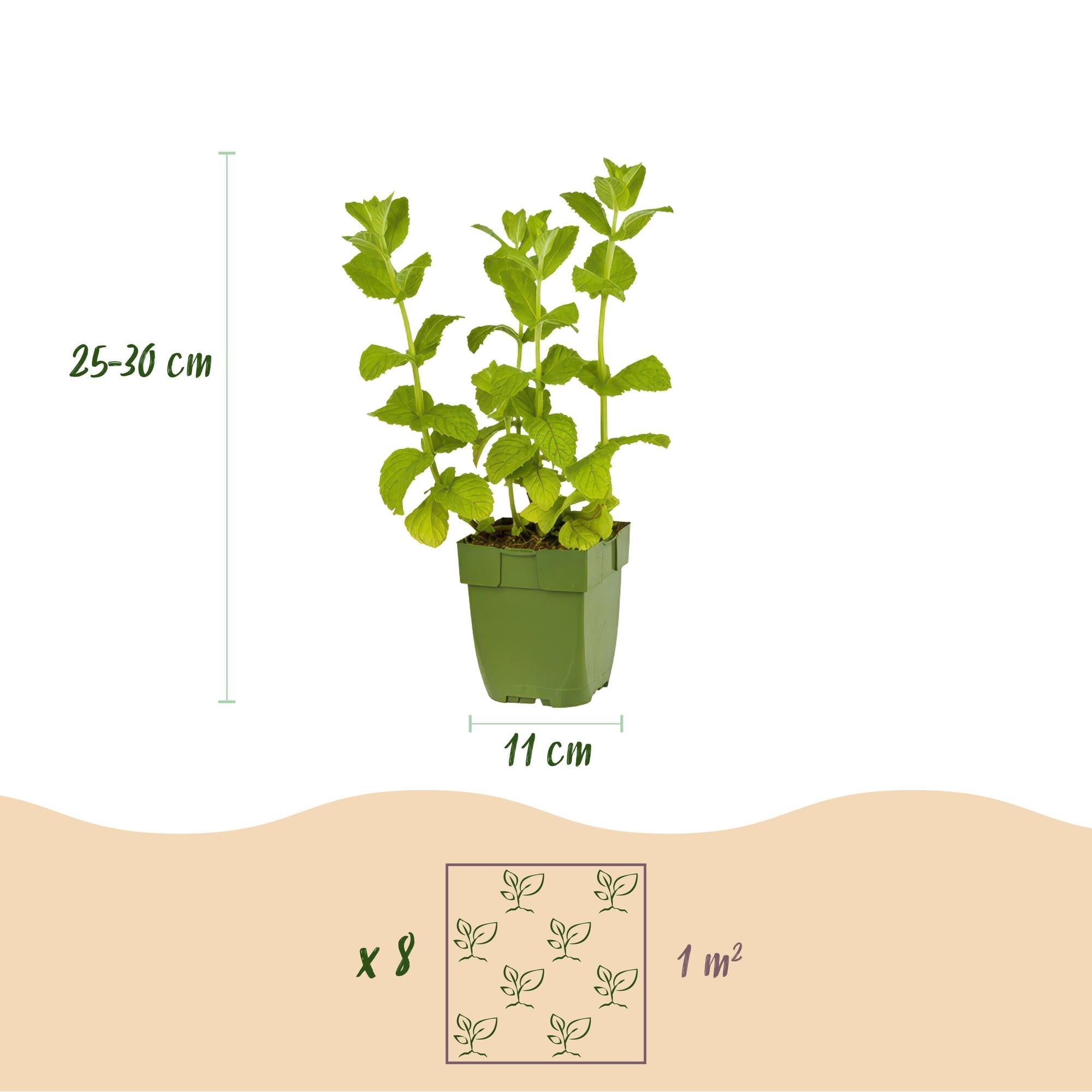 Staudenset Teekräuter – 6 aromatische Kräuterstauden für ca. 1m² – Für frischen Kräutertee aus dem eigenen Garten – Pflegeleichtes Kräuterpaket – Plant
