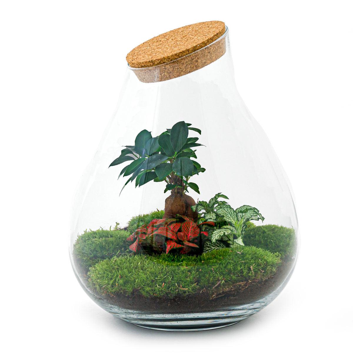 Flaschengarten DIY Bausatz - Terrarium – Drop XL – ↕ 37 cm – Plant