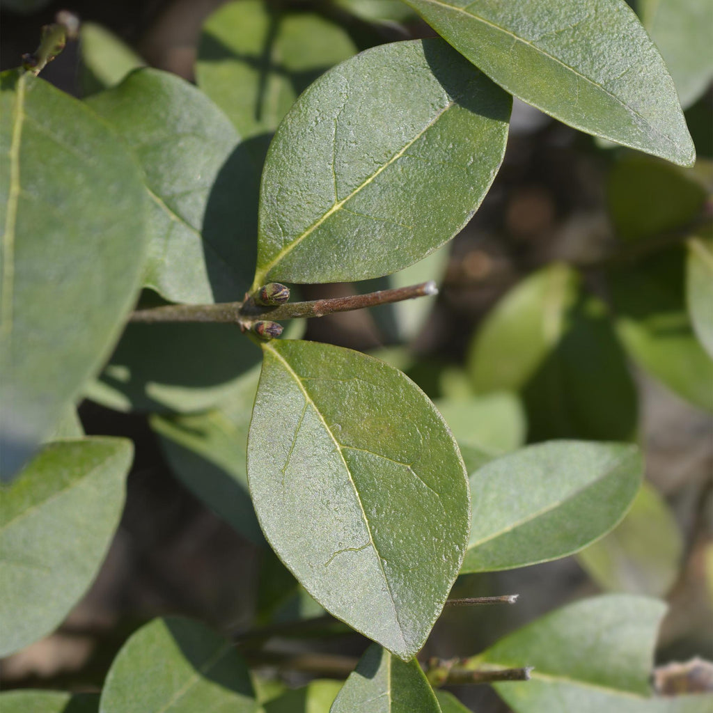 Ovalblättriger Liguster Ligustrum ovalifolium – Immergrüne Heckenpflanzen – 8 Pflanzen – 1m – 9cm Höhe 35-40cm – Grün – Pflegeleicht – Plant