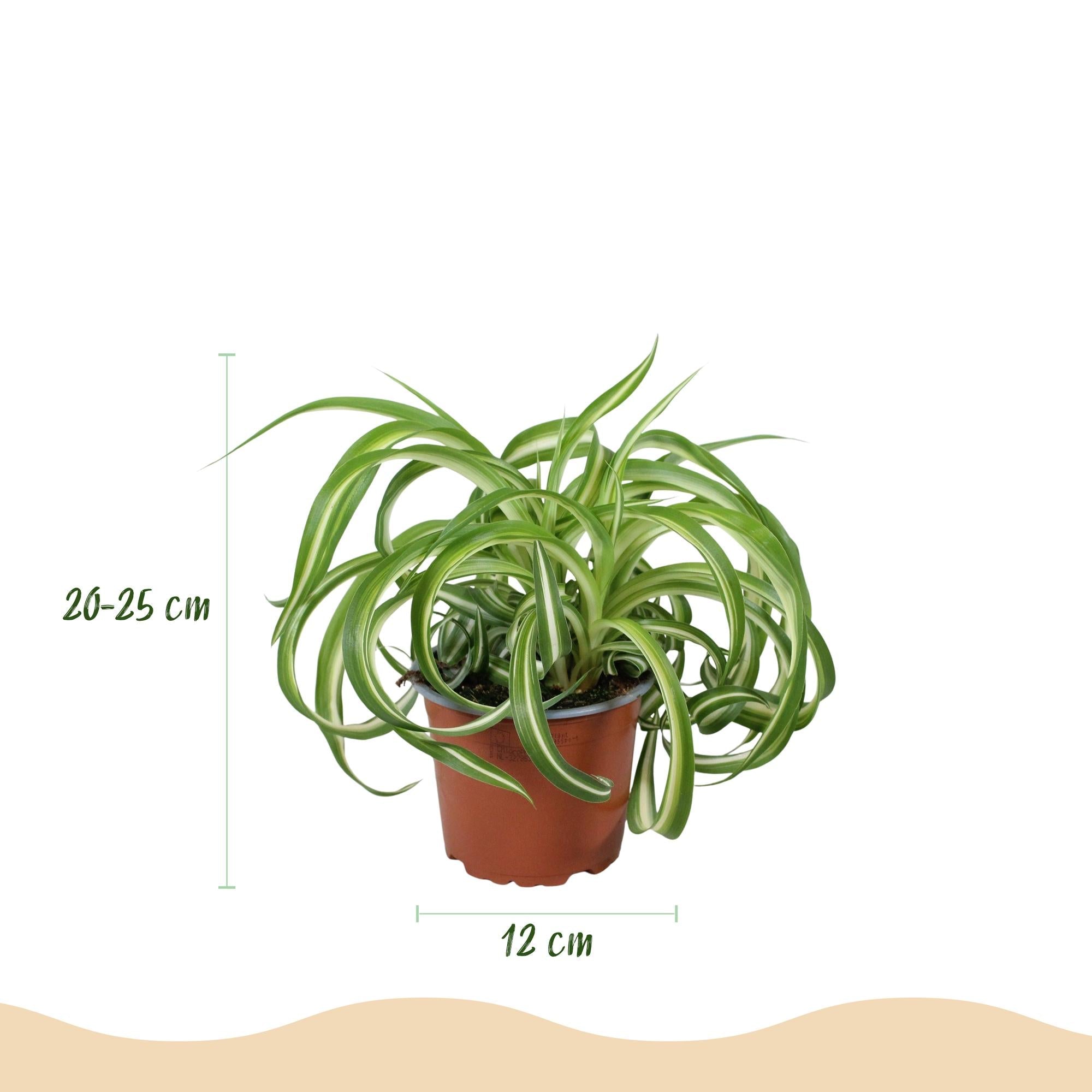 Chlorophytum comosum Bonnie Pflanze Mit Grauem Topf Ø12cm Höhe ca.20cm Lockige Graslilie Haustierfreundlich Luftreinigend Für Zimmer Büro &