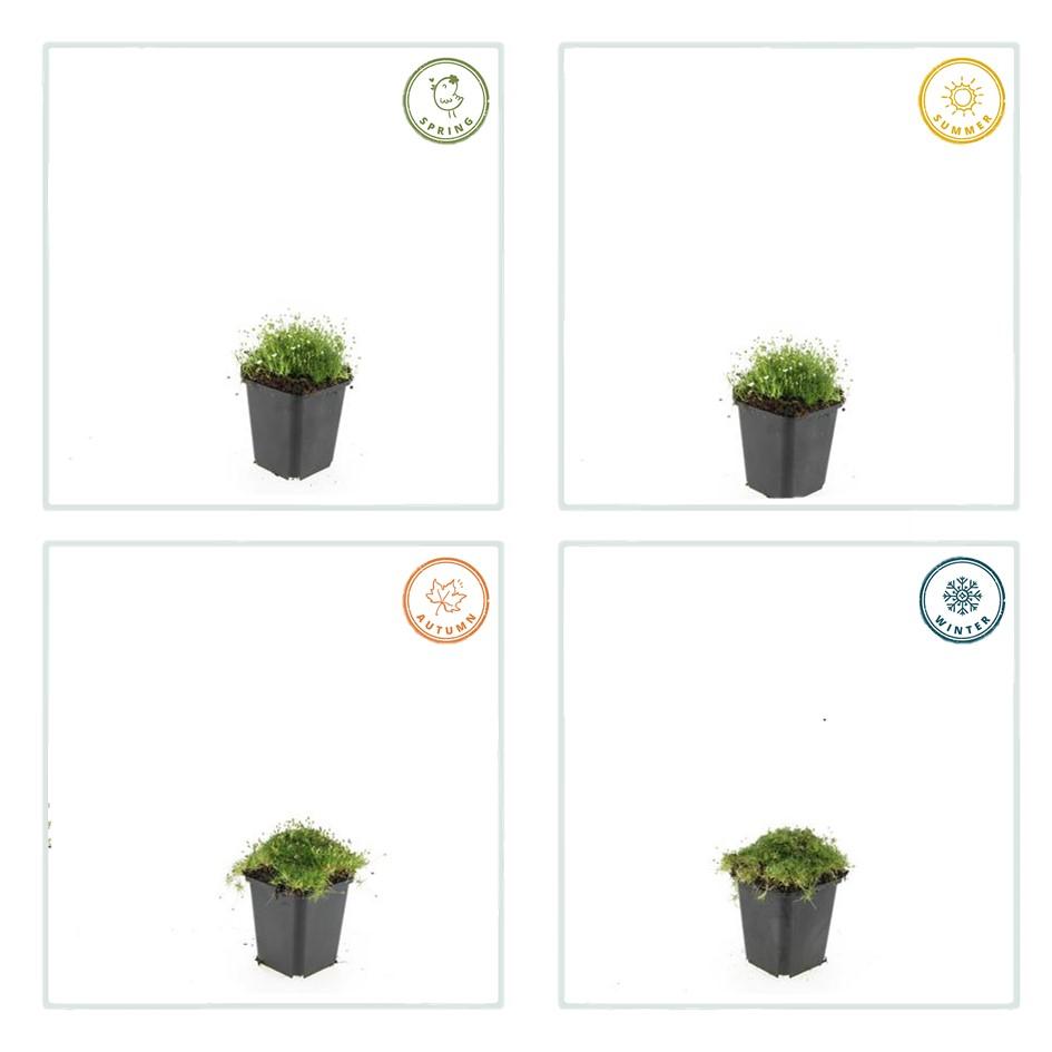 Sagina subulata Irisches Moos – Bodendecker Set Ø9cm – Immergrün & trittfest – Pfriemen Mastkraut für Fugen, Steingarten & Rasenersatz – Plant