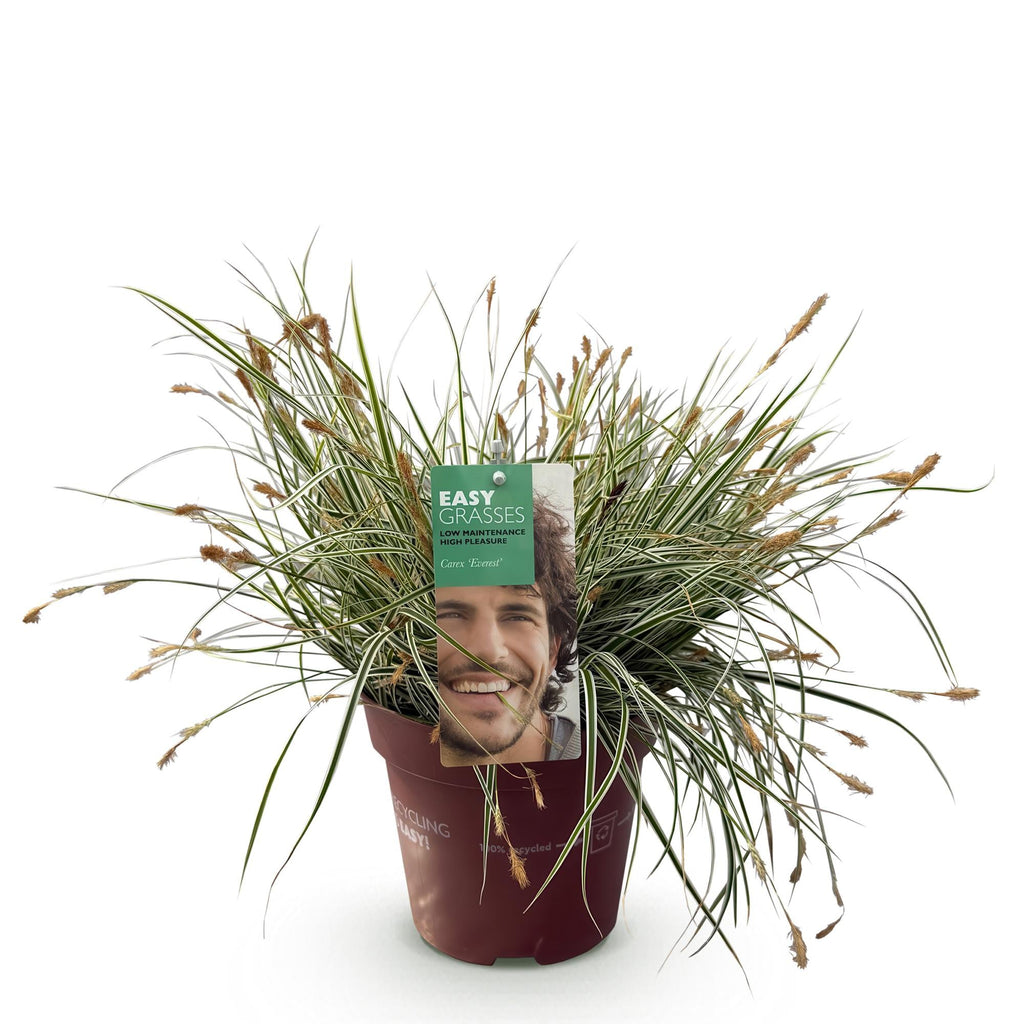 Ziergras Segge Carex oshimensis Everest – Weiß – Grün panaschiert – Immergrün & winterhart – Höhe ca. 50cm – 17cm – Pflegeleicht für Beet & Kübel – Plant