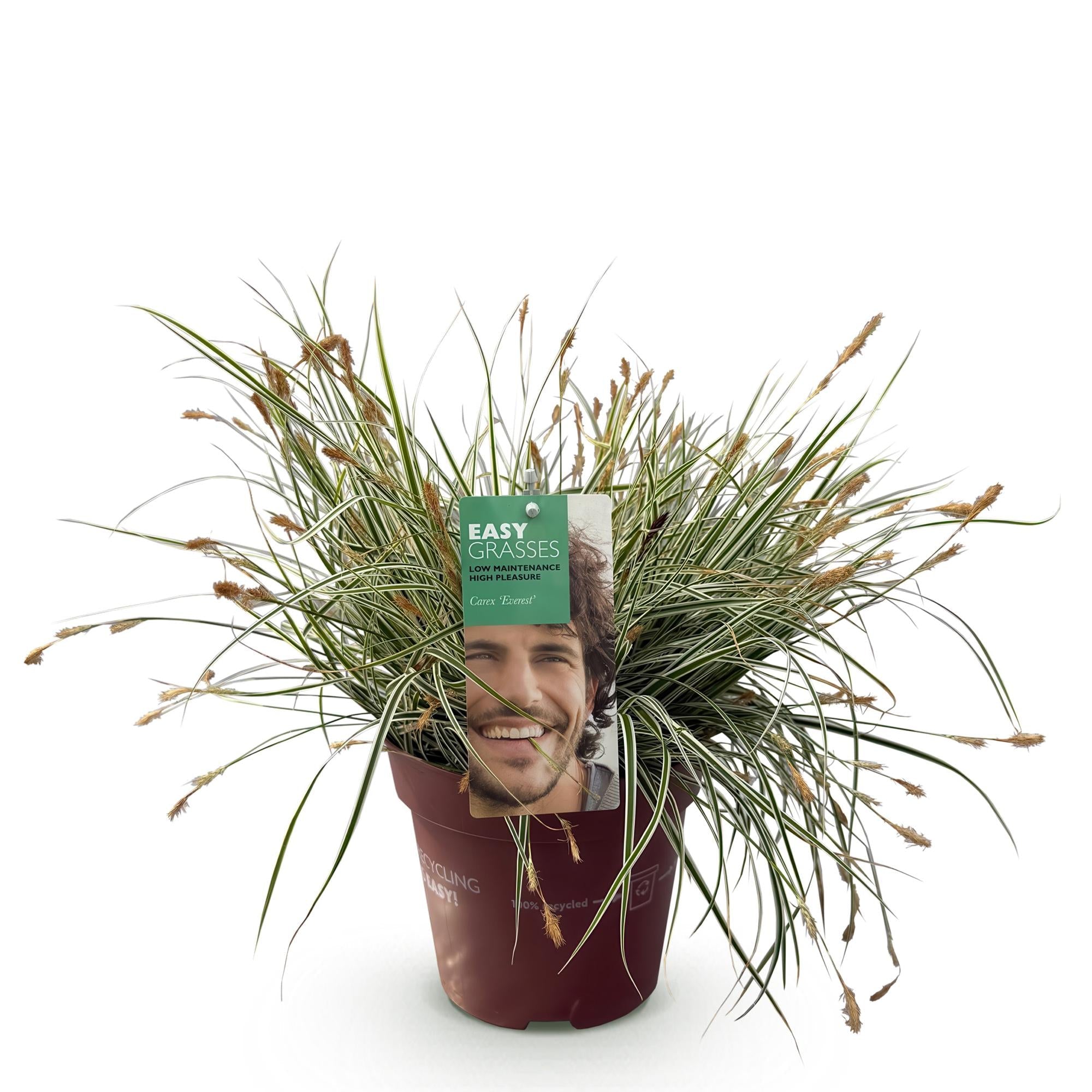 Ziergras Segge Carex oshimensis Everest – Weiß – Grün panaschiert – Immergrün & winterhart – Höhe ca. 50cm – 17cm – Pflegeleicht für Beet & Kübel – Plant