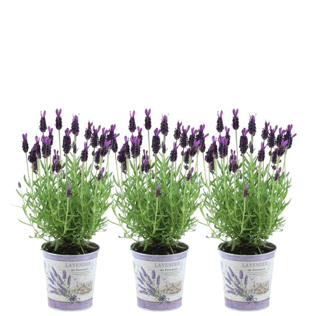 Echter Lavendel Lavandula stoechas Anouk – 3 Pflanzen – Duftender Schopflavendel im Dekotopf Lavenderprint – Ø13cm – Winterhart – Plant