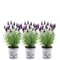 Echter Lavendel Lavandula stoechas Anouk – 3 Pflanzen – Duftender Schopflavendel im Dekotopf Lavenderprint – Ø13cm – Winterhart – Plant
