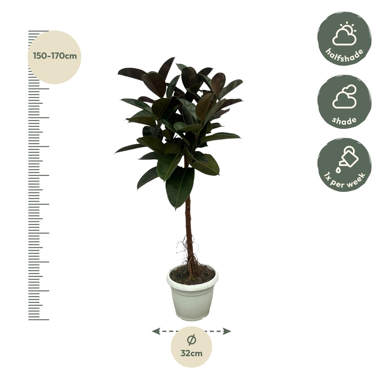 Gummibaum Ficus Elastica Robusta Stamm – Zimmerpflanze 140cm hoch – Ø27cm – Üppige, glänzende Blätter – Pflegeleicht & dekorativ – Plant